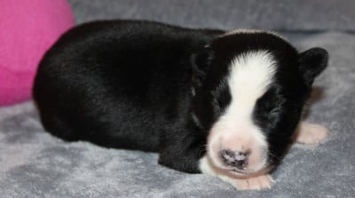 Les chiots de Border Collie