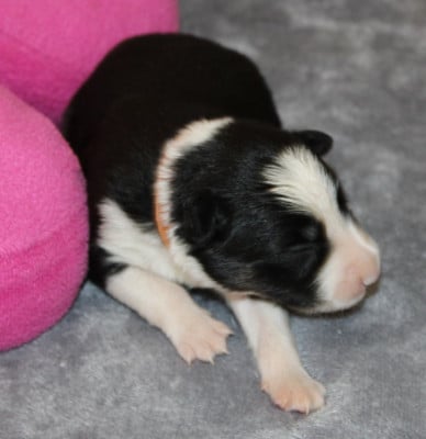 Les chiots de Border Collie