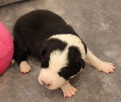 Les chiots de Border Collie