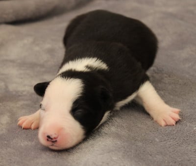 Les chiots de Border Collie