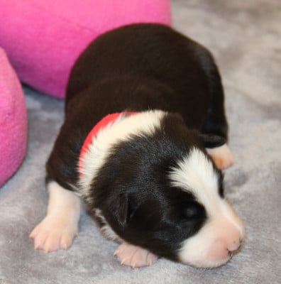 Les chiots de Border Collie