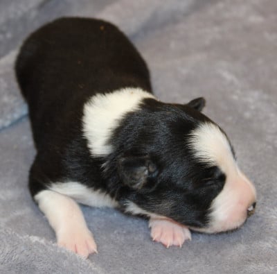 Les chiots de Border Collie