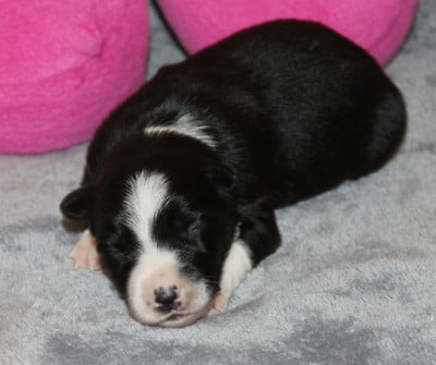 Les chiots de Border Collie
