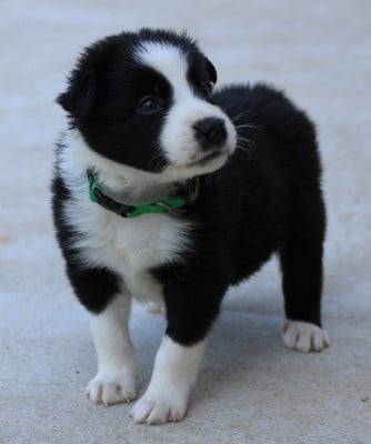 Les chiots de Border Collie