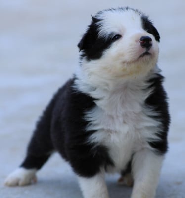 Les chiots de Border Collie