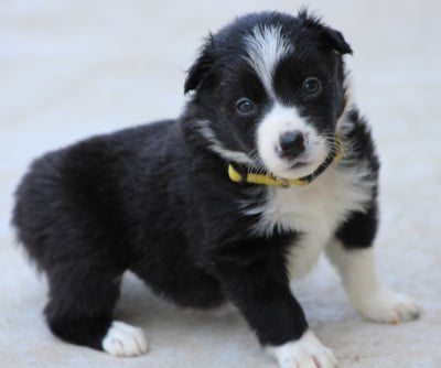 Les chiots de Border Collie
