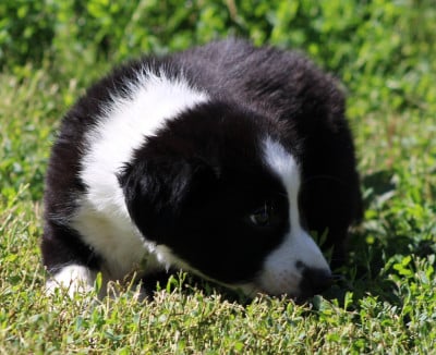Les chiots de Border Collie