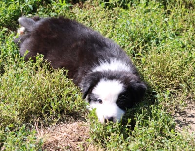 Les chiots de Border Collie