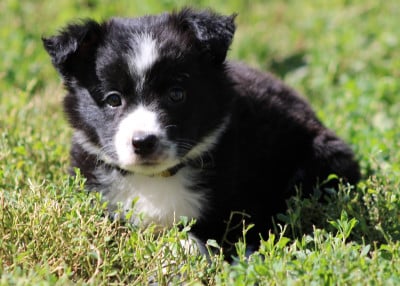 Les chiots de Border Collie