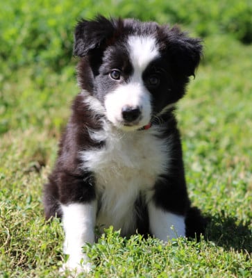 Les chiots de Border Collie