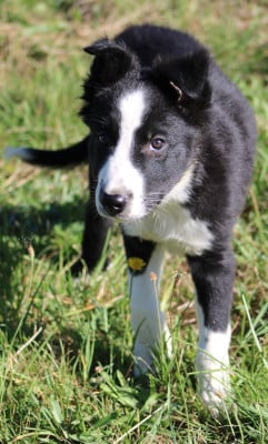 Les chiots de Border Collie