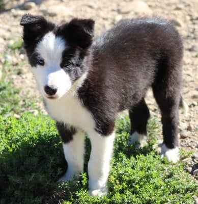 Les chiots de Border Collie