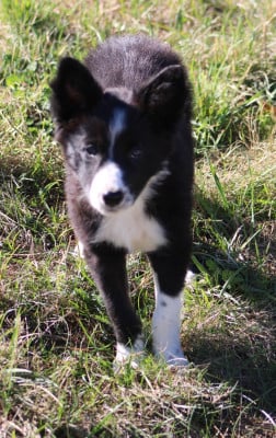 Les chiots de Border Collie