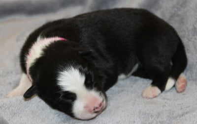 Les chiots de Border Collie