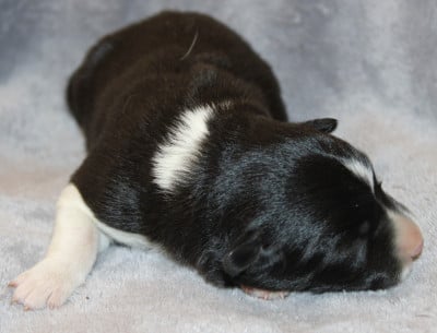 Les chiots de Border Collie