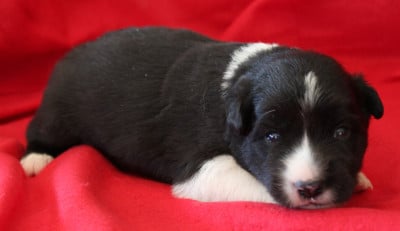 Les chiots de Border Collie