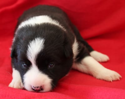 Les chiots de Border Collie