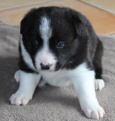 Les chiots de Border Collie