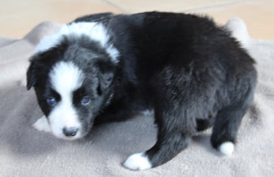 Les chiots de Border Collie