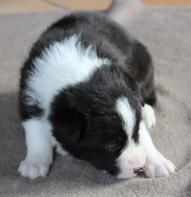 Les chiots de Border Collie