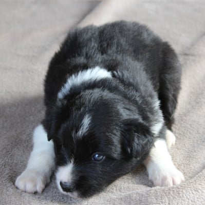 Les chiots de Border Collie