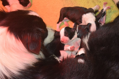 Les chiots de Border Collie