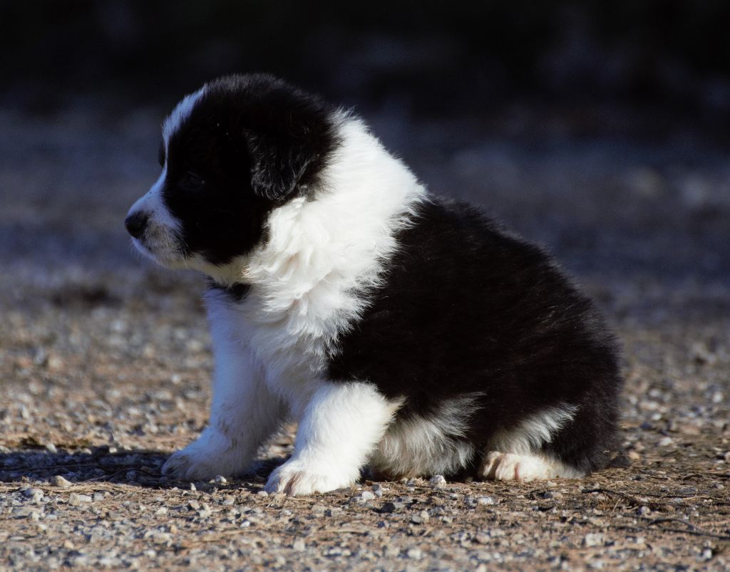 Chiot Border Collie, femelle disponible en AuvergneRhone