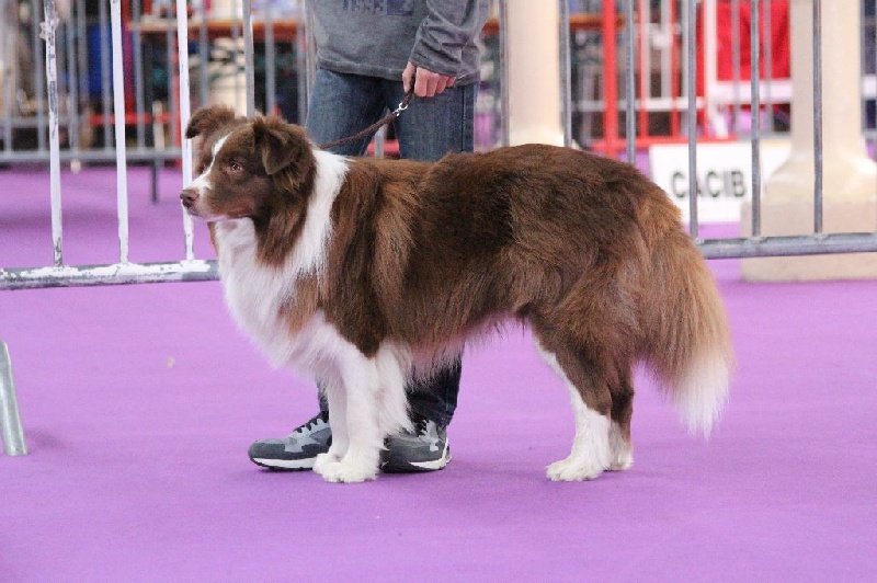 Happy spirit red label skater des Rives du Lagon Bleu - Ouverte Mâle - 2ème Excellent