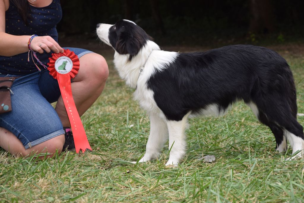 Rebel in show De La Belle Emeraude - Très prometteur et Meilleur Baby de Race