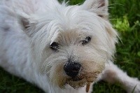 Étalon West Highland White Terrier - Jade du Domaine De L'écaillon