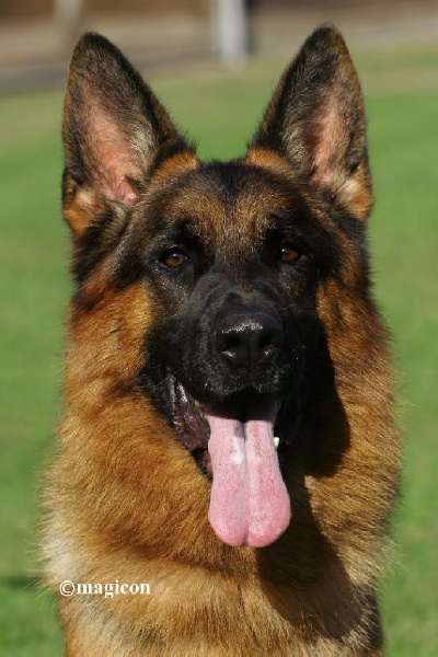 Publication : Vom Eldoradhaus Auteur : S. Schmitt (vom Eldoradhaus)