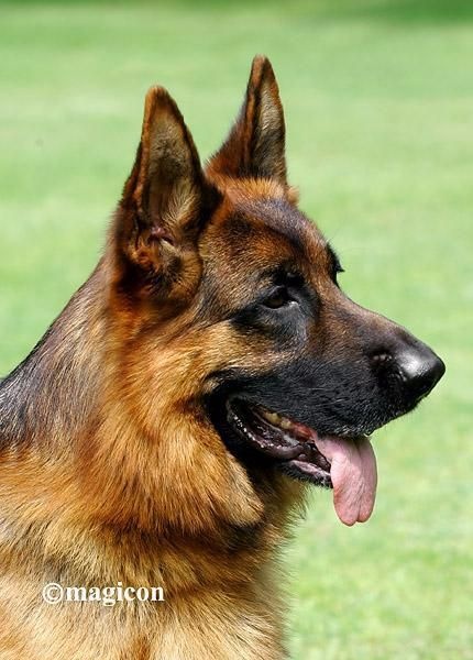 Publication : Vom Eldoradhaus Auteur : S. Schmitt - vom Eldoradhaus