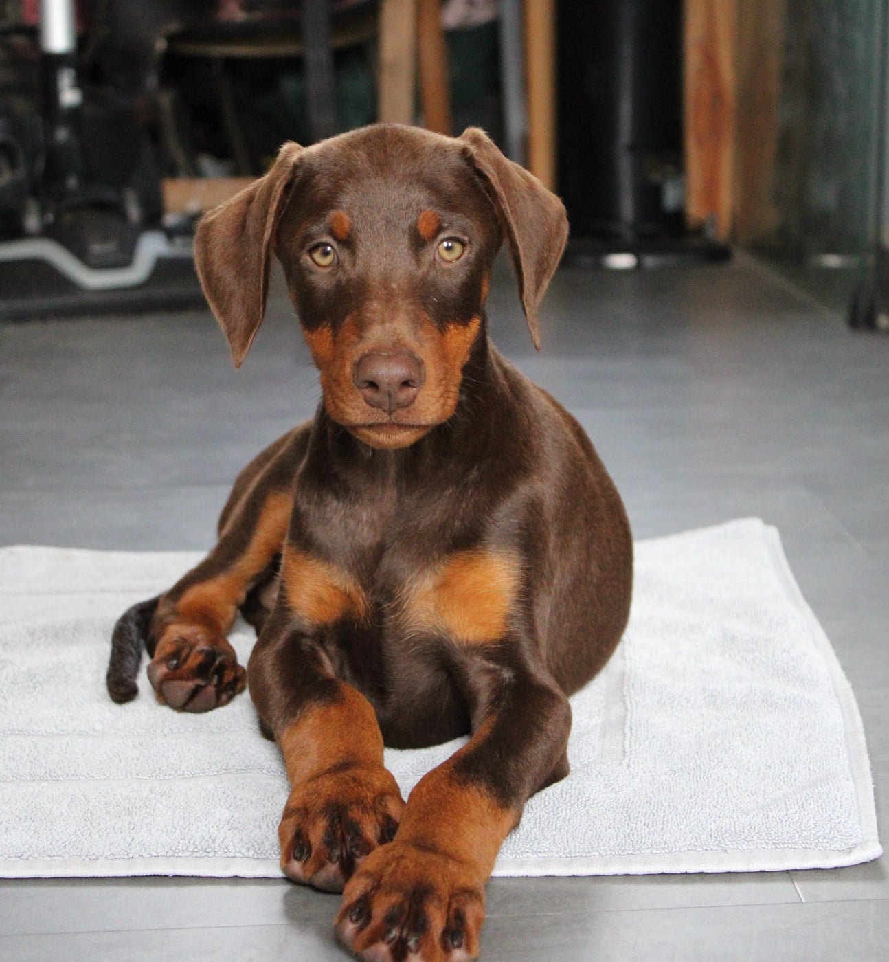 Aiwcho Des Anges Du Mont D'or