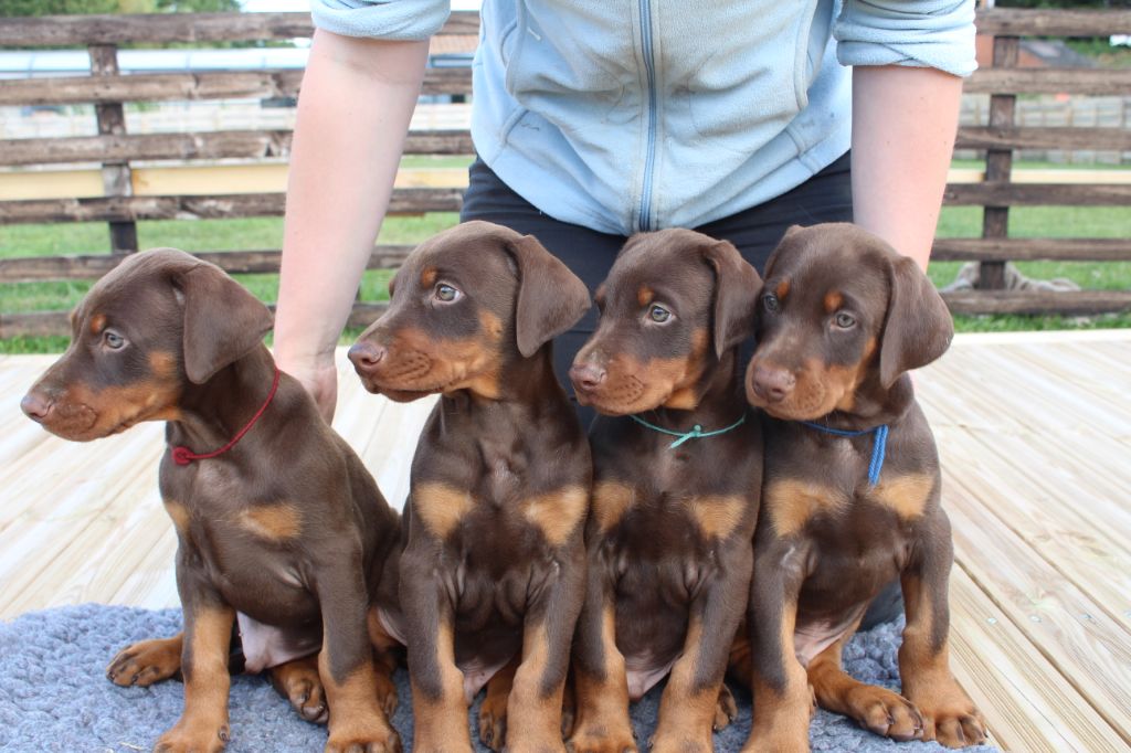 Chiot Elevage Des Anges Du Mont D