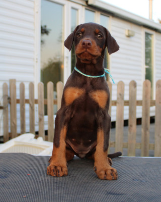 Les chiots de Dobermann