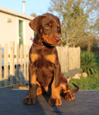 Les chiots de Dobermann
