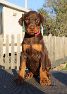 Les chiots de Dobermann