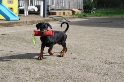 Les chiots de Dobermann