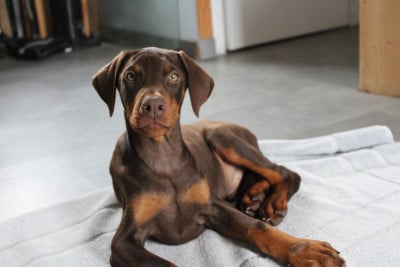 Les chiots de Dobermann