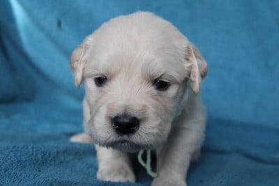 Les chiots de Golden Retriever