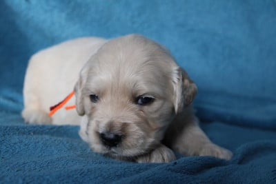 Les chiots de Golden Retriever