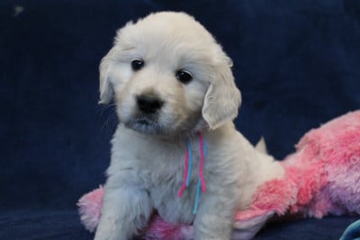 Les chiots de Golden Retriever