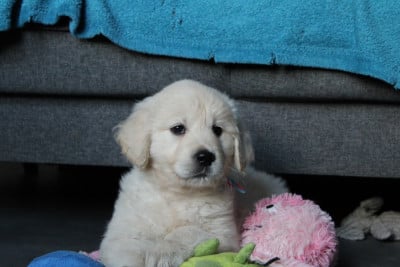 Les chiots de Golden Retriever