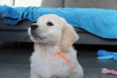 Les chiots de Golden Retriever