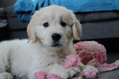Les chiots de Golden Retriever