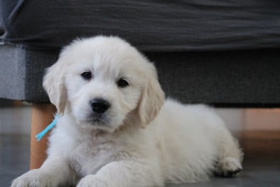 Les chiots de Golden Retriever