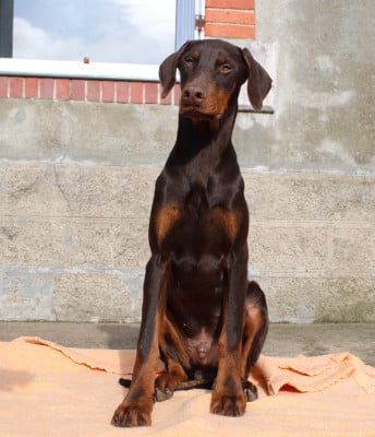 Les chiots de Dobermann