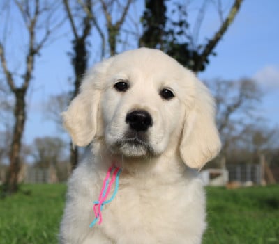Les chiots de Golden Retriever