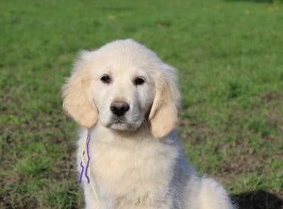 Les chiots de Golden Retriever