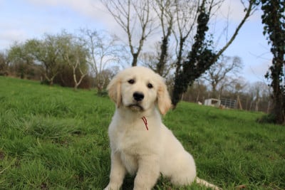 Les chiots de Golden Retriever